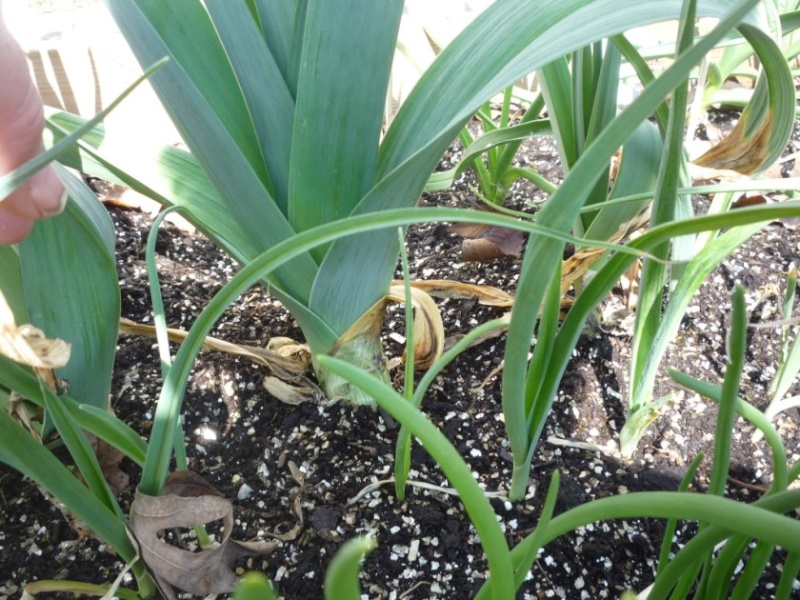 Prepping Leeks 02610