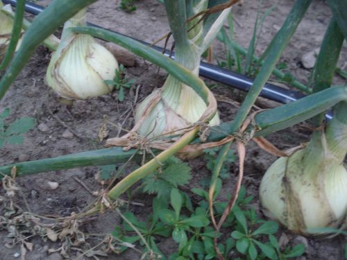 Onions from seed... Onion11