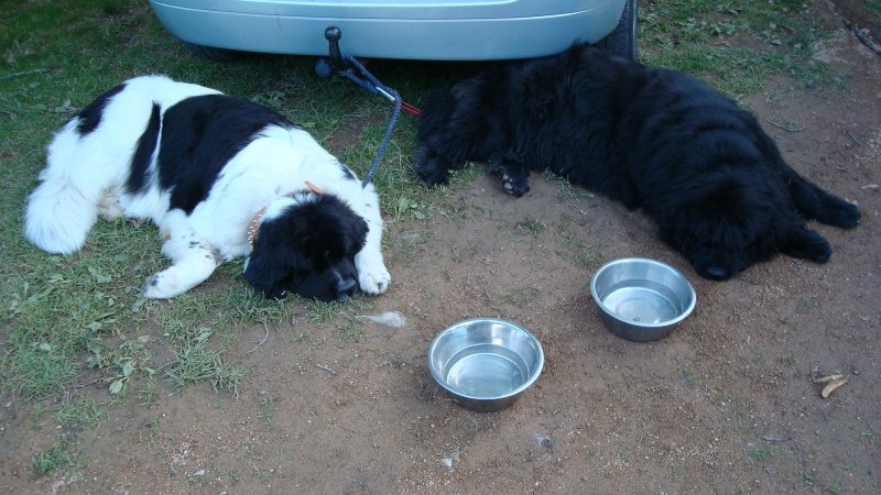 PUPPY en BOURGOGNE Dsc00712