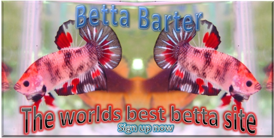 Betta Barters