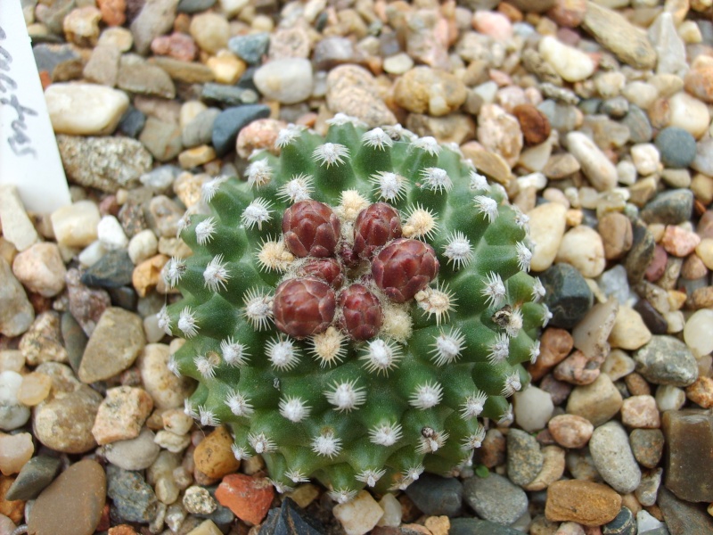 Knospen - Seite 6 Sd532423