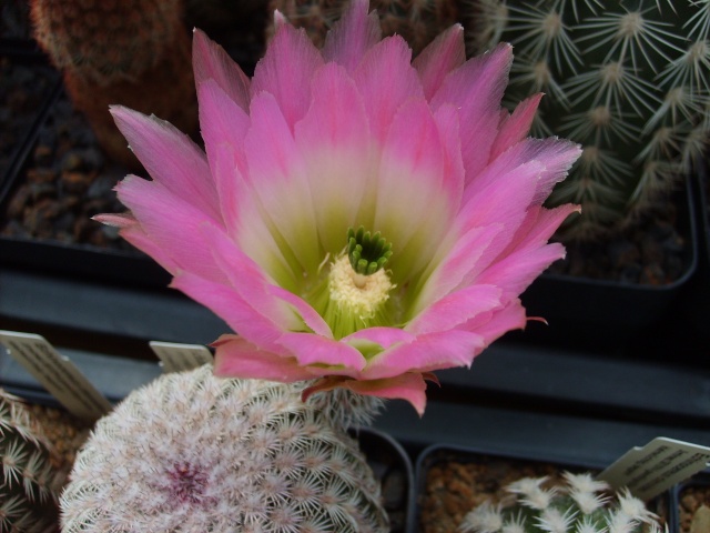 Blütenbilder 2010 - Seite 6 Sd532532
