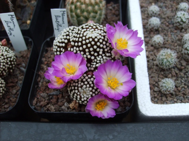 Blütenbilder 2010 - Seite 6 Sd532613
