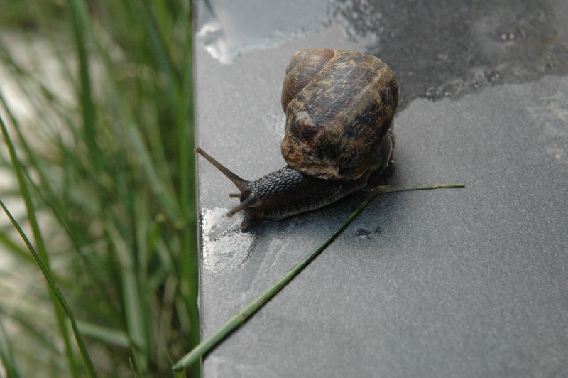 Identification Escargot Dsc_6512