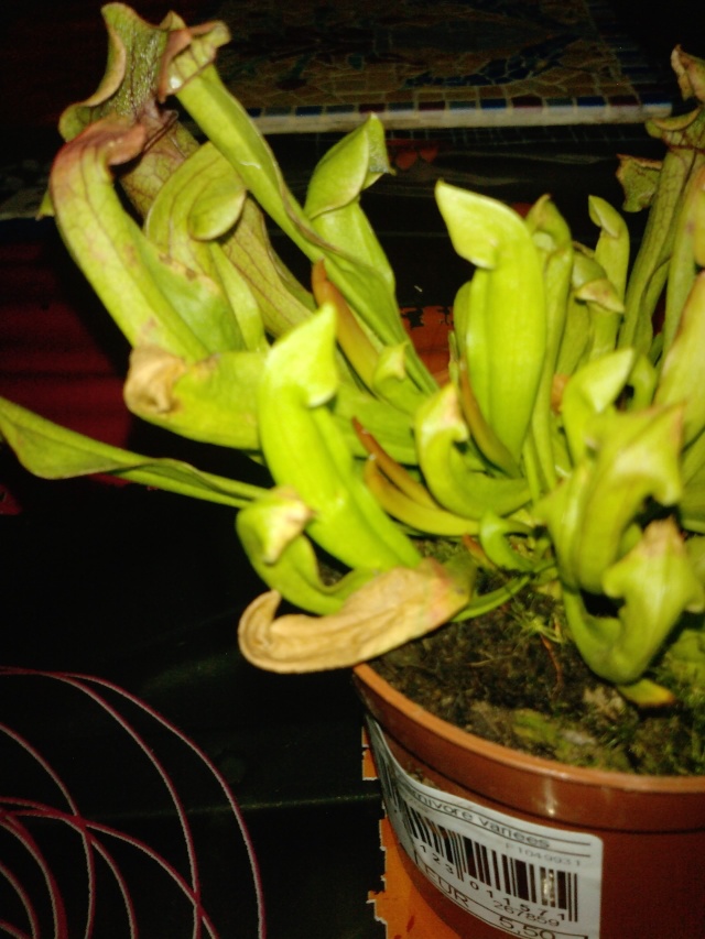 Mon nouveau Sarracenia P2029011