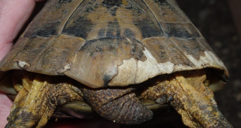 Trouvé tortue grecque carapace esquintée Backco10