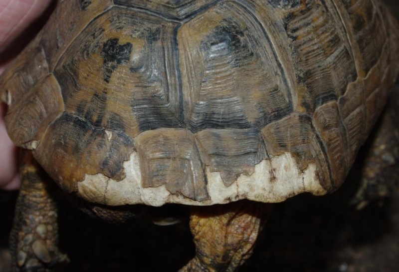 Trouvé tortue grecque carapace esquintée M9am1210