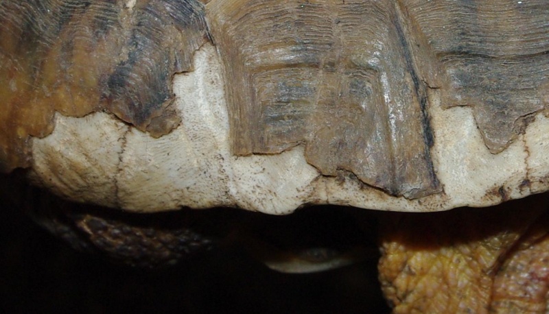 Trouvé tortue grecque carapace esquintée Zoomar11