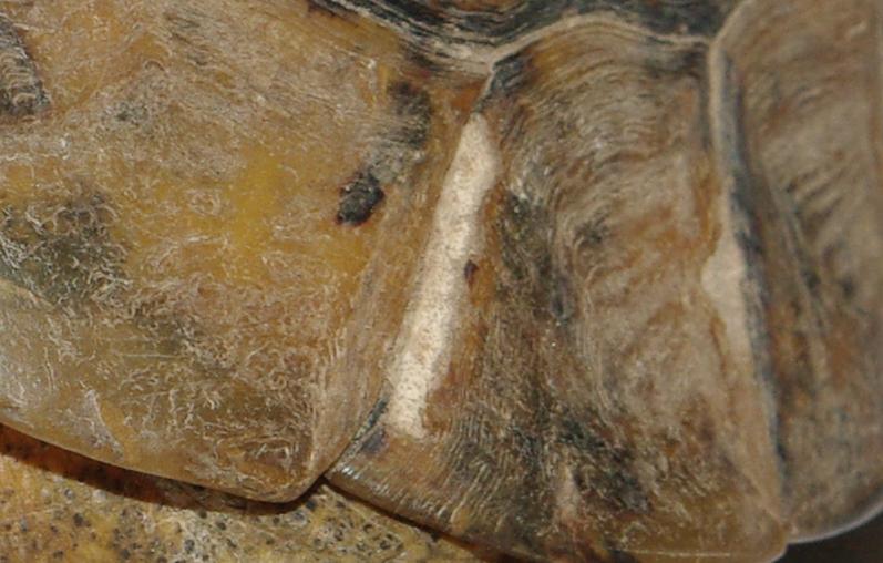 Trouvé tortue grecque carapace esquintée Zoomm211