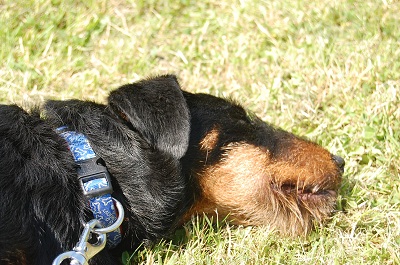 Belgique - WATSON jagd terrier 1 an, avant mercredi !!! Verviers ... adopté en Allemagne par Barbara Dsc_0426