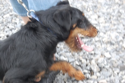 Belgique - WATSON jagd terrier 1 an, avant mercredi !!! Verviers ... adopté en Allemagne par Barbara Dsc_0618