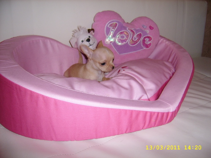 2 bebes chihuahuas poils courts. Ssa52721