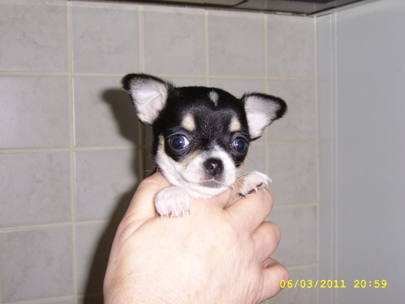 2 bebes chihuahuas poils courts. Ssa52722