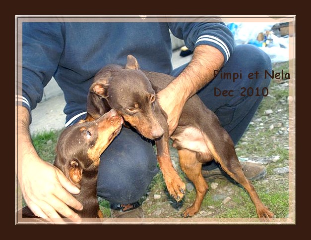 Pimpi et Nela - croisés pinschers de 2 ans - adoptable(s) Suisse, France Pimpi_12