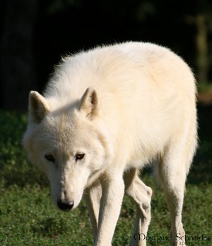Image de Loups Arctic10