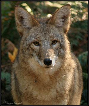 Image de Coyotes Brothe11