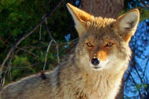 Image de Coyotes Coyote14