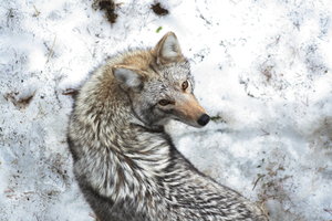 Image de Coyotes Coyote15