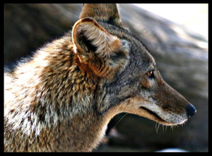 Image de Coyotes Coyote17