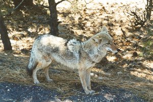 Image de Coyotes Coyote18