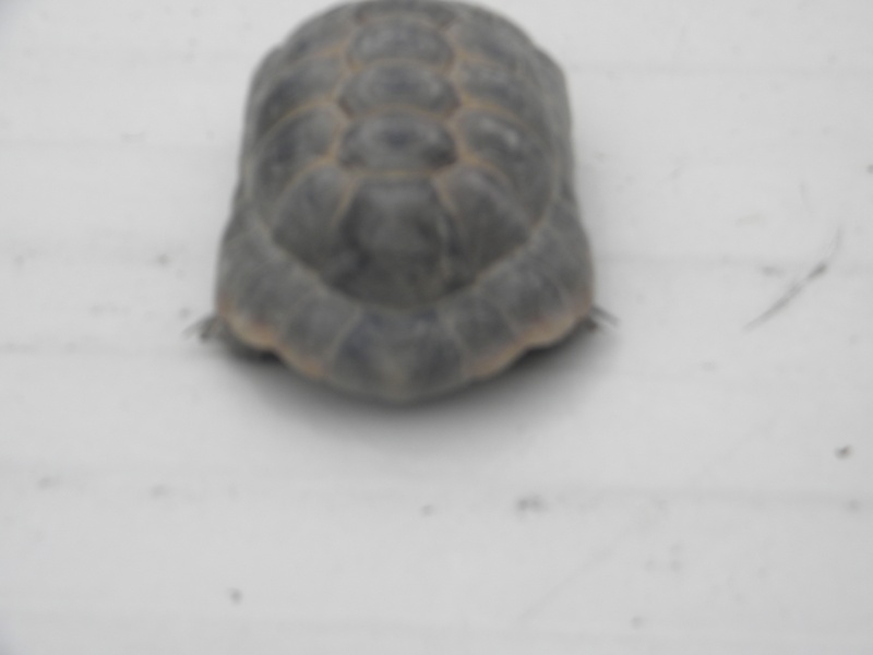 demande d identification tortues graeca svp Dscn4336