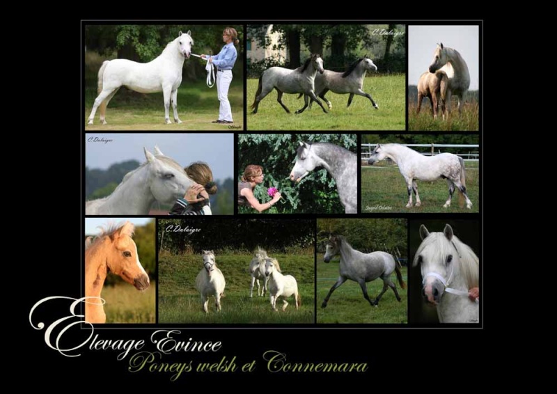 Elevage Evince, poneys Welsh et Connemara 09100510