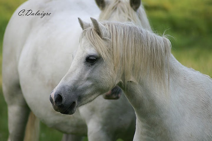 Elevage Evince, poneys Welsh et Connemara Pict0110