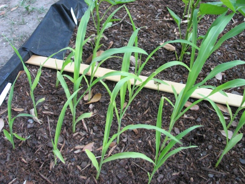 Growing corn question Garden15
