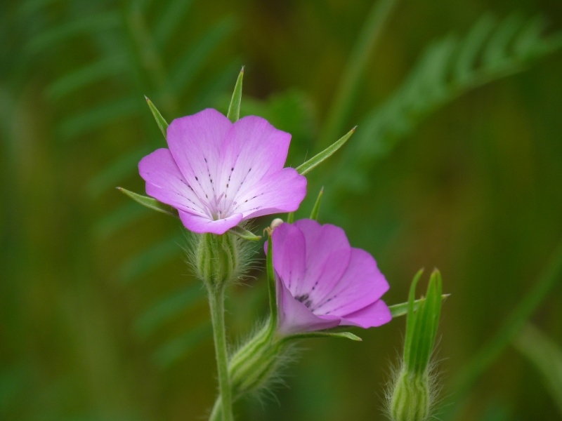 identification d'une fleur :Nielle des blès  P1050610