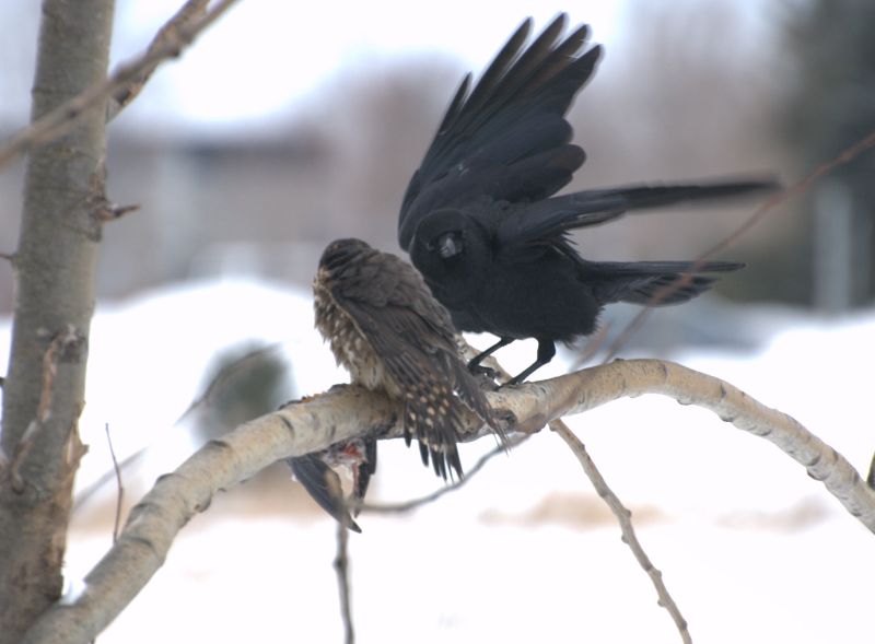 Un rapace qui partage son repas  Epervi27