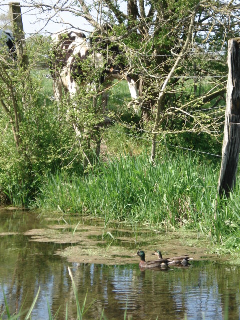 ballade en baie , c' est chez moi !!!!  Dsc01817