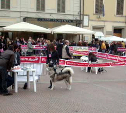 Qualche fotina dell'amatoriale Nve00010