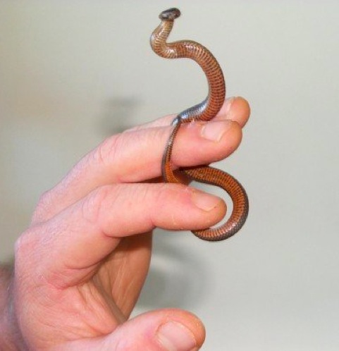 Golden-crowned Snake (Cacophis squamulosus) Little10
