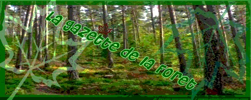 La gazette de la forêt... N°2 7bbfea10