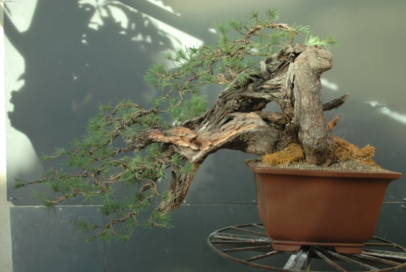 Cascade Casuarina in my new shed. Dsc_0516