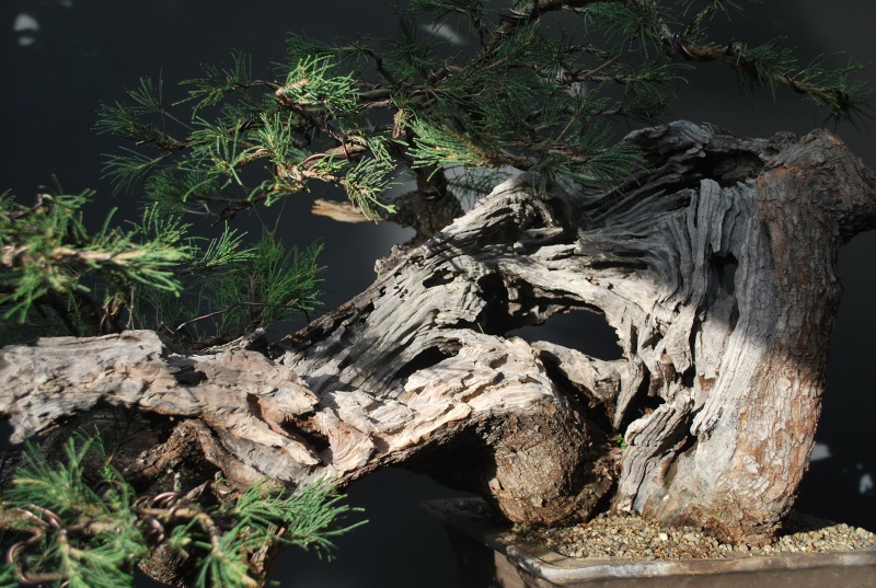 Cascade Casuarina in my new shed. Dsc_0518