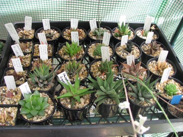some of my succulents - Page 3 Some_t10