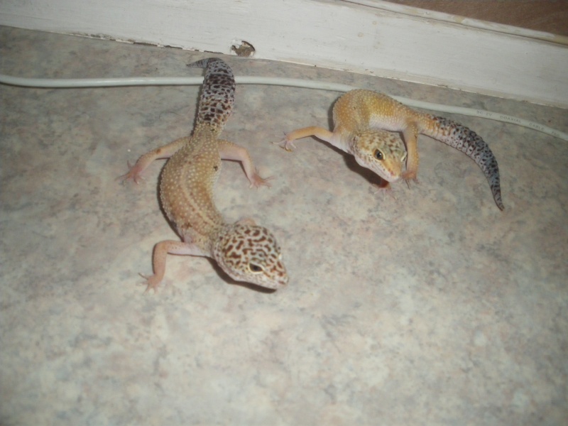 Mes nouveaux Geckos Imgp2310