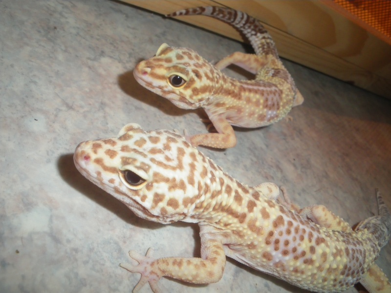 Mes nouveaux Geckos Imgp2311
