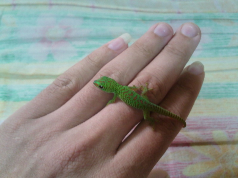 phelsuma juv Img48610