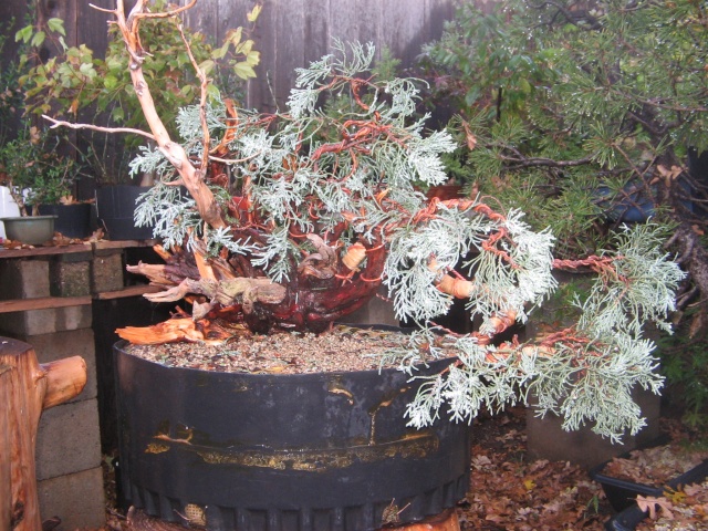 Sierra Juniper Progression Img_3510