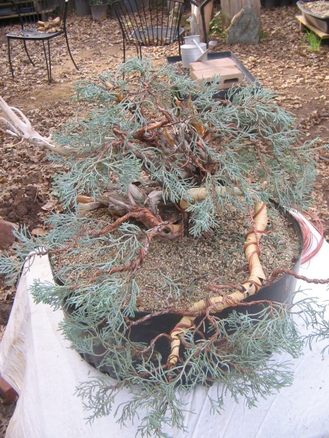 Sierra Juniper Progression Img_3511