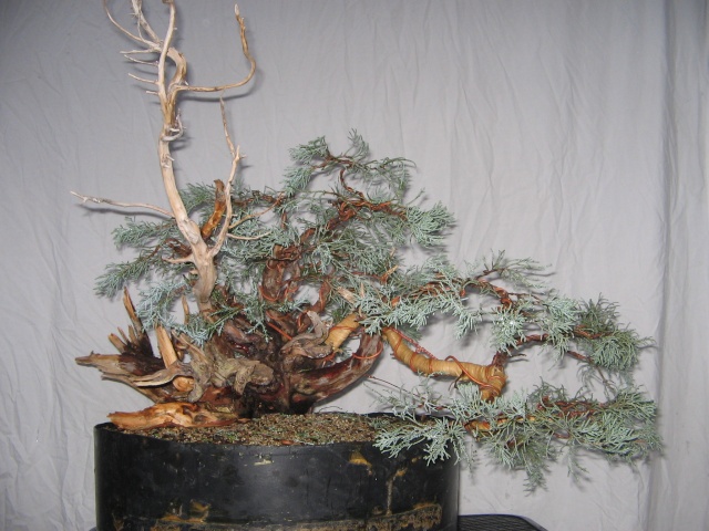 Sierra Juniper Progression Img_3512