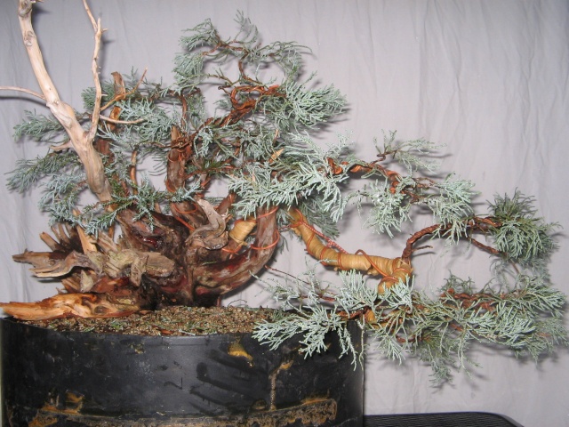 Sierra Juniper Progression Img_3513