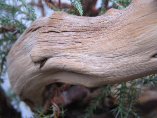 Sierra Juniper Progression Img_3514