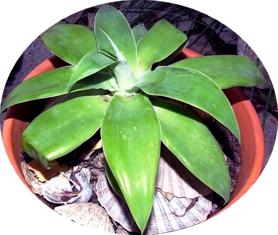 Agave attenuata Agave_11