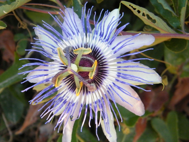 Passiflora : floraisons [verrouillé] Dscf1410