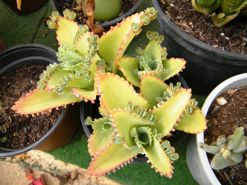 Bryophyllum laetivirens (= Kalanchoe laetivirens) Sept2011