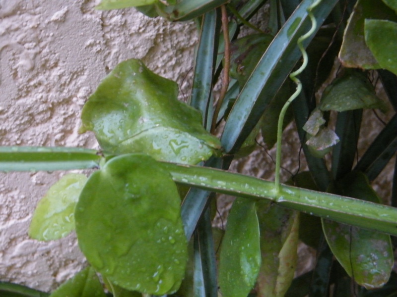 Cissus quadrangularis Sept2013