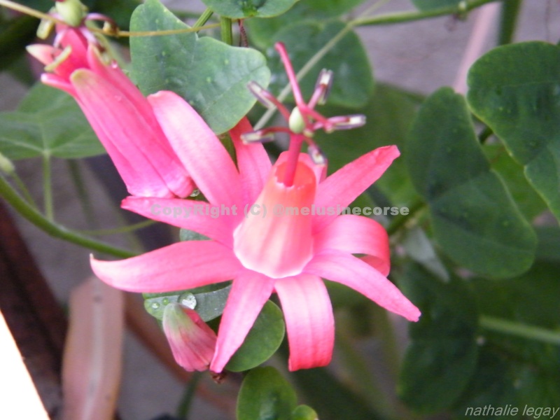 Passiflora : floraisons [verrouillé] Sept2024